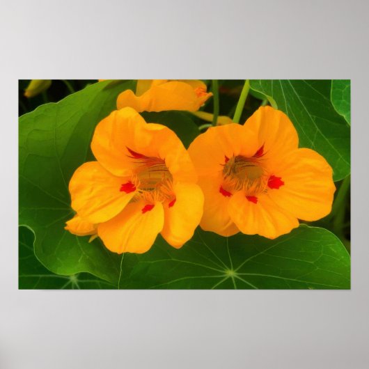 Poster Fleurs de Nasturtium (Devant)