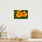 Poster Fleurs de Nasturtium (Cuisine)