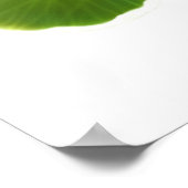 Poster Fleurs de Nasturtium du jardin Imprimer (Coin)