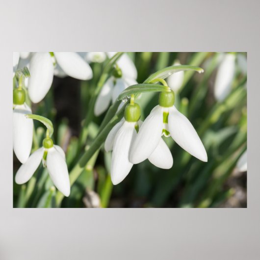Poster Fleurs de neige (Devant)