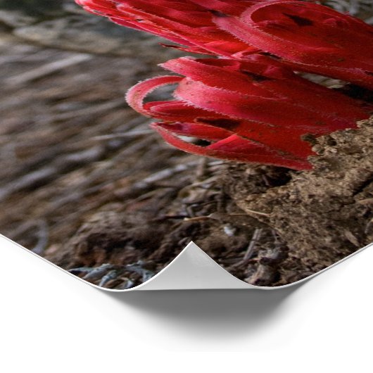 Poster Fleurs de neige (Coin)