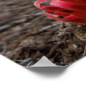 Poster Fleurs de neige (Coin)