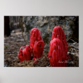 Poster Fleurs de neige (Devant)