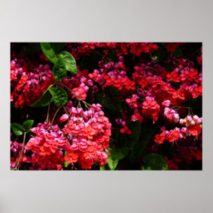 Poster Fleurs de pagode colorées rouge et rose