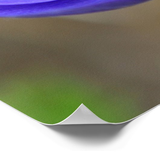 Poster Fleurs de pavot bleu (Coin)