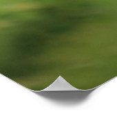 Poster Fleurs de pavot bleu himalayen (Coin)