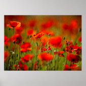 Poster Fleurs de pavot rouge (Devant)