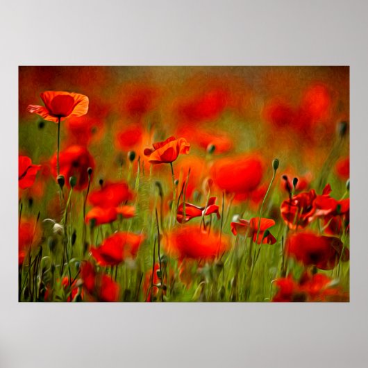 Poster Fleurs de pavot rouge (Devant)