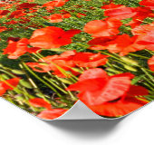 Poster Fleurs de pavot rouge sous les vieux oliviers (Coin)