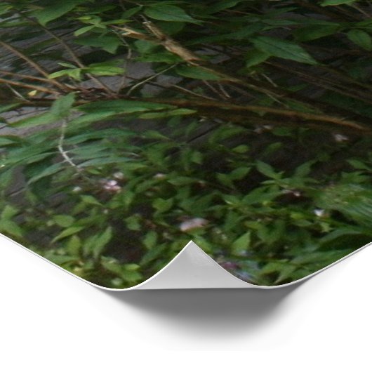 Poster Fleurs de pays (Coin)