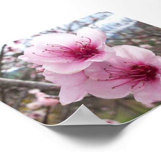 Poster Fleurs de pêche (Coin)