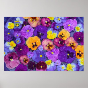 Poster Fleurs de pensée flottant dans un bain d'oiseaux a
