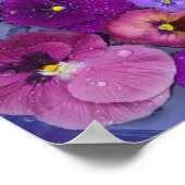 Poster Fleurs de pensée flottant dans un bain d'oiseaux a (Coin)