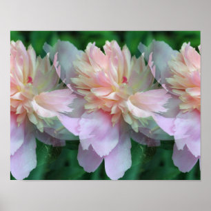 Poster Fleurs de pivoine rose Multipliées