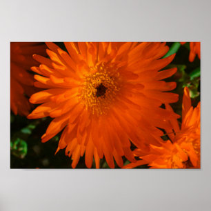 Poster Fleurs de plantes grasses orange vert d'Afrique du