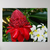 Poster Fleurs de Plumaria Blanche Gingembre de Torche Rou (Devant)