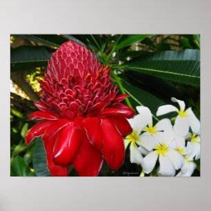 Poster Fleurs de Plumaria Blanche Gingembre de Torche Rou