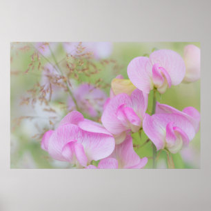 Poster Fleurs de pois de senteur Seabeck, WA