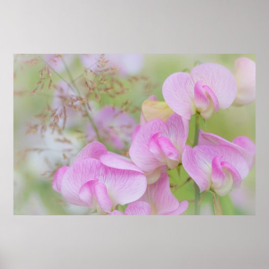 Poster Fleurs de pois de senteur | Seabeck, WA (Devant)