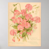 Poster Fleurs de pois doux (Devant)
