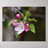 Poster Fleurs de pomme de crabe (Devant)