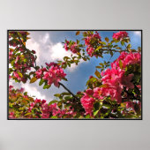 Poster Fleurs de pommes de terre (Devant)