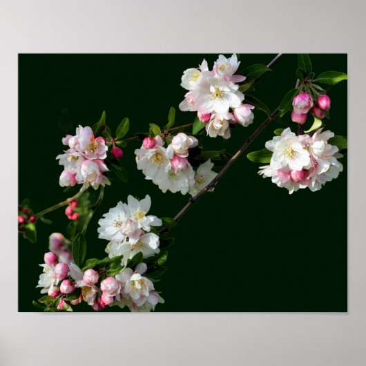 Poster Fleurs De Pommes Roses Et Blanches (Devant)