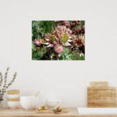 Poster Fleurs de poules et de poussins (Sempervivum) (Cuisine)