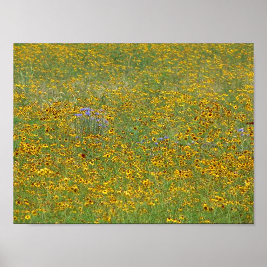 Poster Fleurs de prairie, Indiana (Devant)