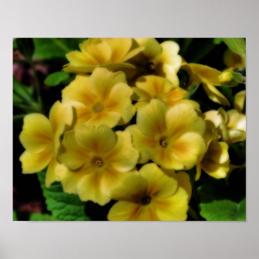 Poster Fleurs de Primrose jaune Orton Art (Devant)