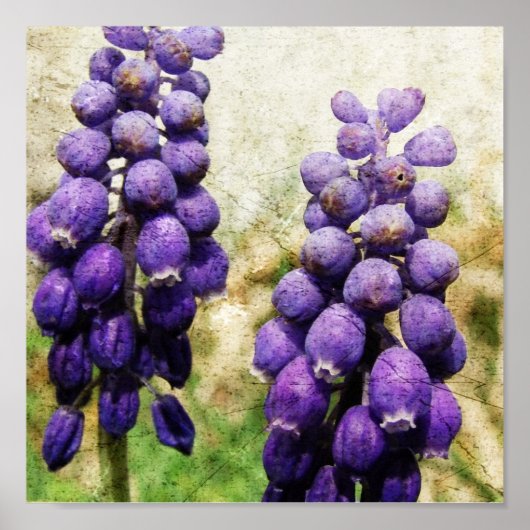 Poster Fleurs de printemps (Devant)