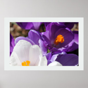 Poster Fleurs de printemps blanches et violettes