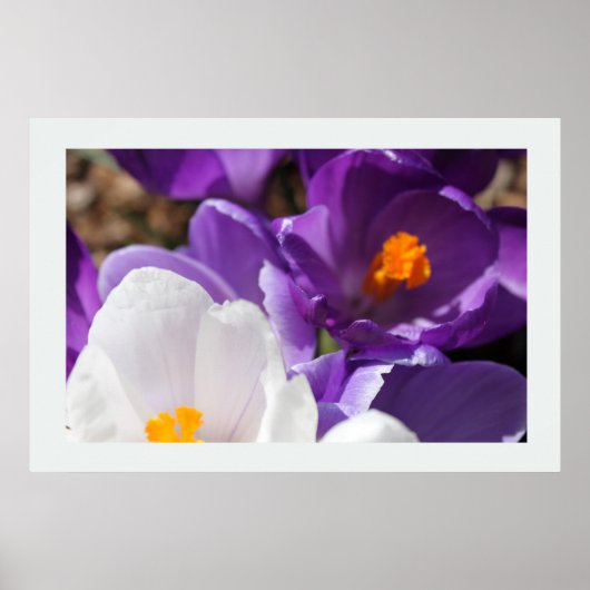 Poster Fleurs de printemps blanches et violettes (Devant)