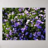 Poster Fleurs de printemps Blue Squale (Devant)