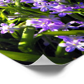 Poster Fleurs de printemps Blue Squale (Coin)