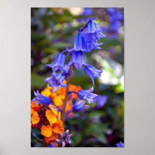 Poster Fleurs de printemps Bluebell Hyacinthoides