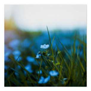 Poster Fleurs de printemps dans le champ