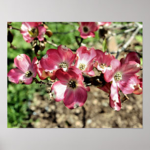 Poster Fleurs de printemps en bois de chien rose