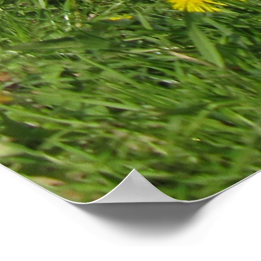 Poster Fleurs de printemps jaunes dans une prairie verte (Coin)