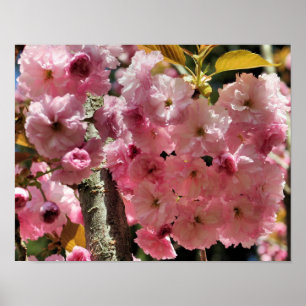 Poster Fleurs de printemps roses