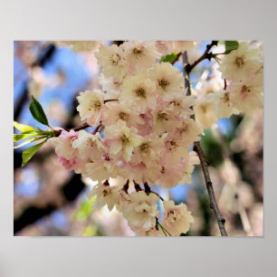 Poster Fleurs de printemps roses 3