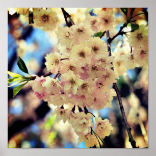 Poster Fleurs de printemps roses 3 Gros plan
