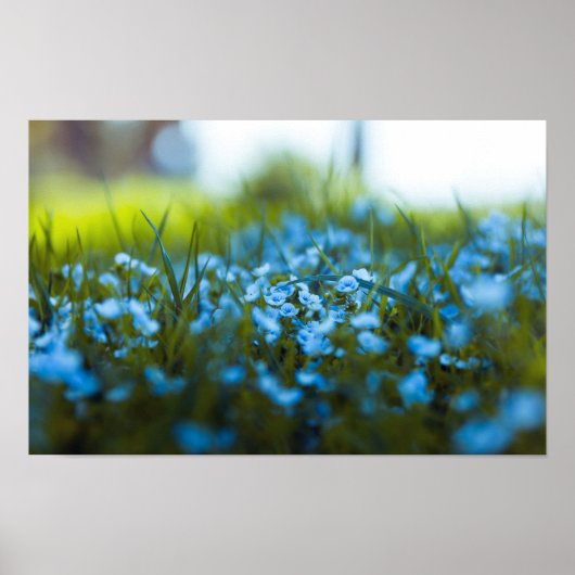 Poster Fleurs de printemps sur le terrain (Devant)