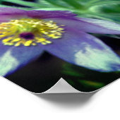 Poster Fleurs de printemps violettes Pasque Gros plan (Coin)