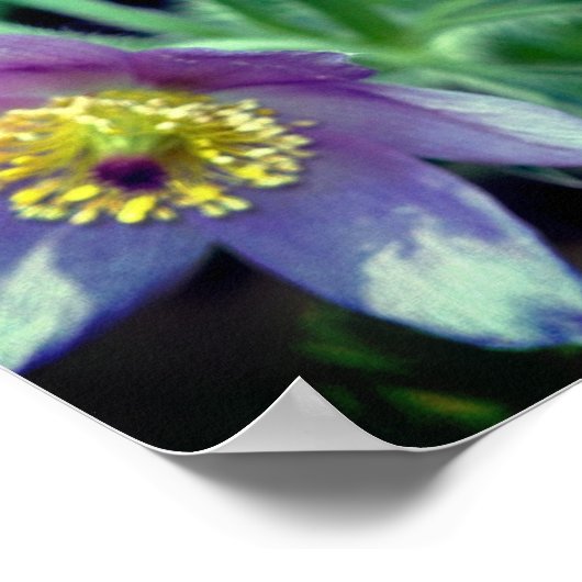 Poster Fleurs de printemps violettes Pasque Gros plan (Coin)