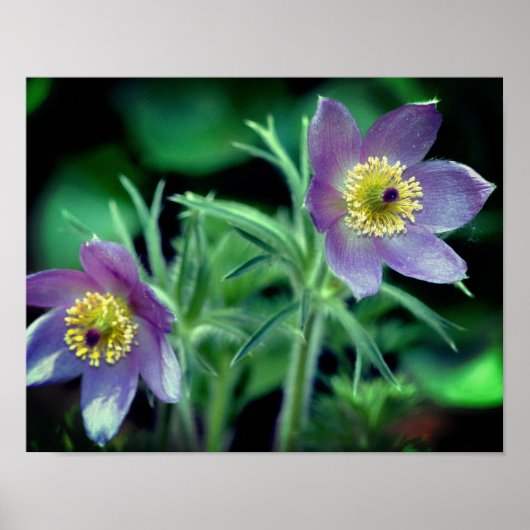 Poster Fleurs de printemps violettes Pasque Gros plan (Devant)