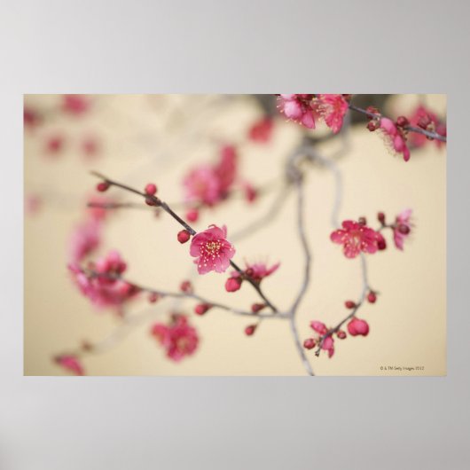 Poster Fleurs de prune (Devant)