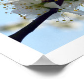 Poster Fleurs de prune (Coin)