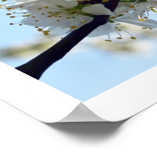 Poster Fleurs de prune (Coin)