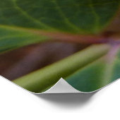 Poster Fleurs de raisins de l'Oregon Fleurs sauvages jaun (Coin)